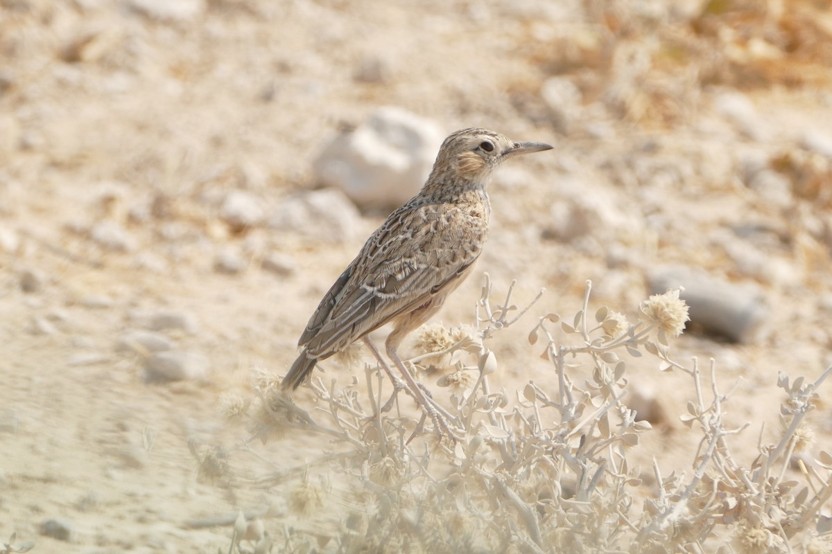 Spike-heeled Lark - ML643755158