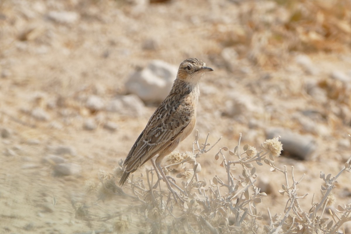 Spike-heeled Lark - ML643755159