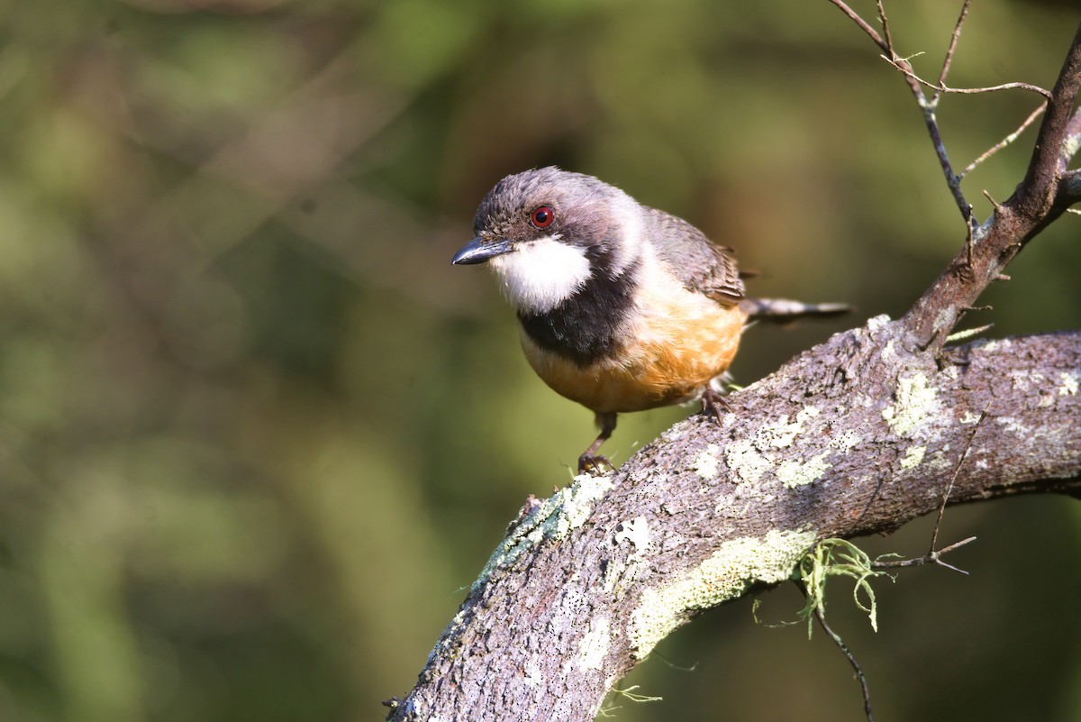 Rufous Whistler - ML643755170