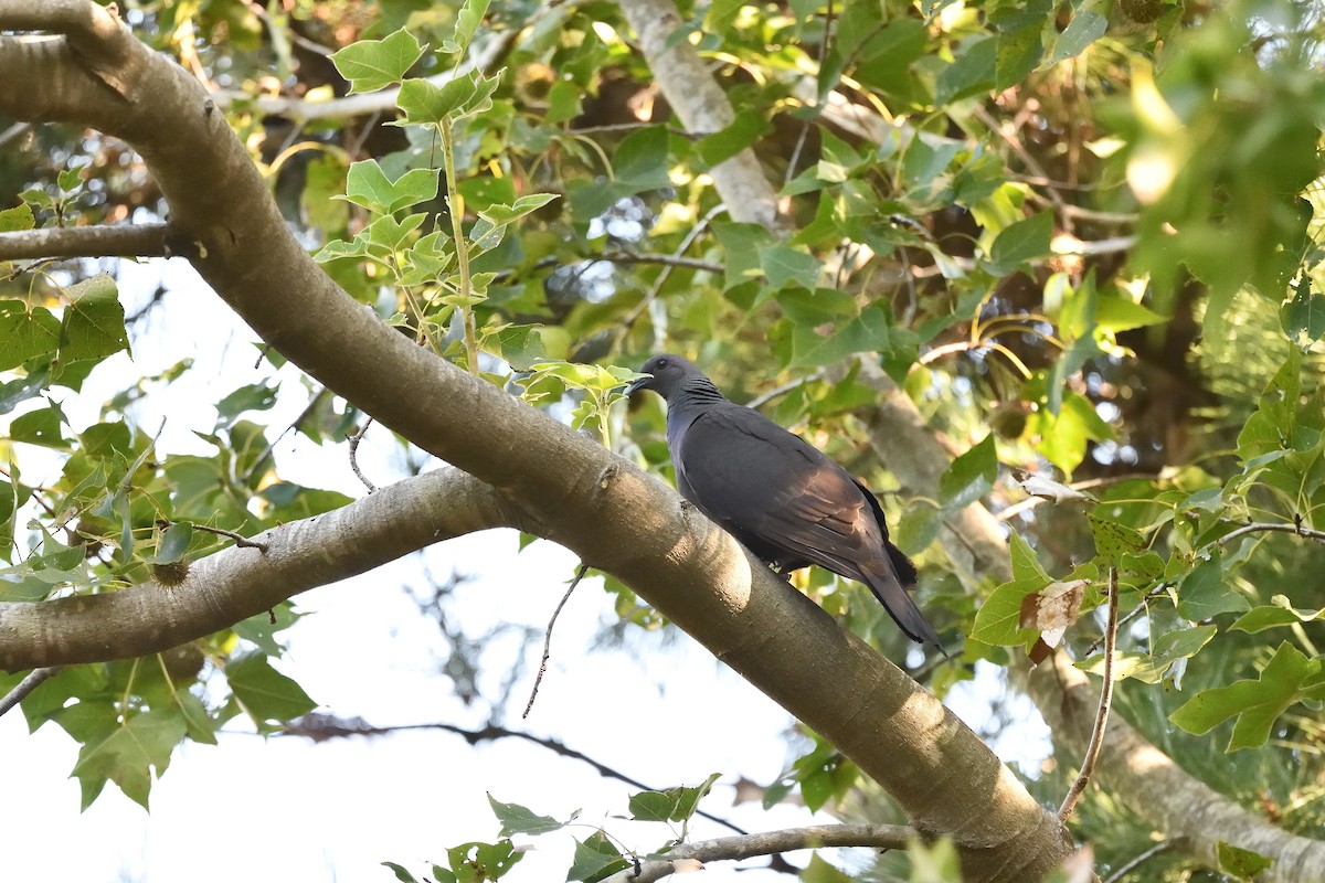 カラスバト - ML643755179