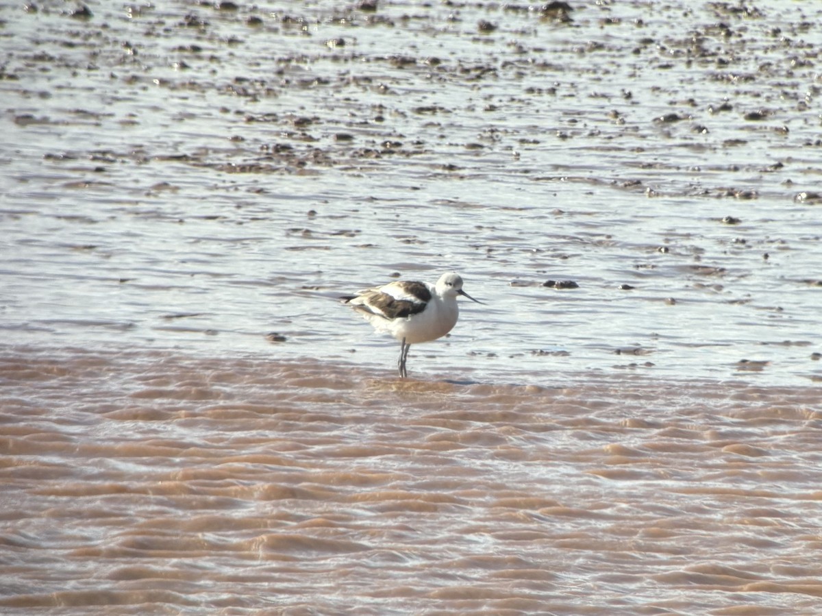 American Avocet - ML643755188