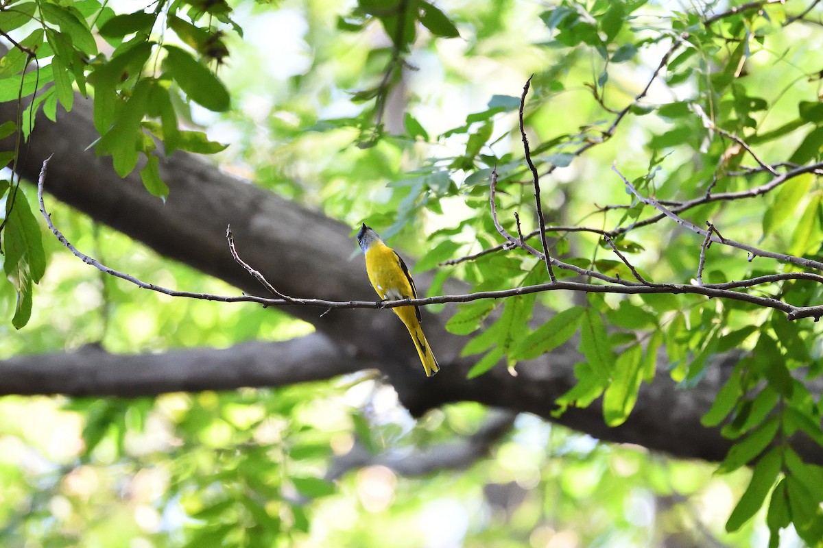 Gray-chinned Minivet - ML643755191