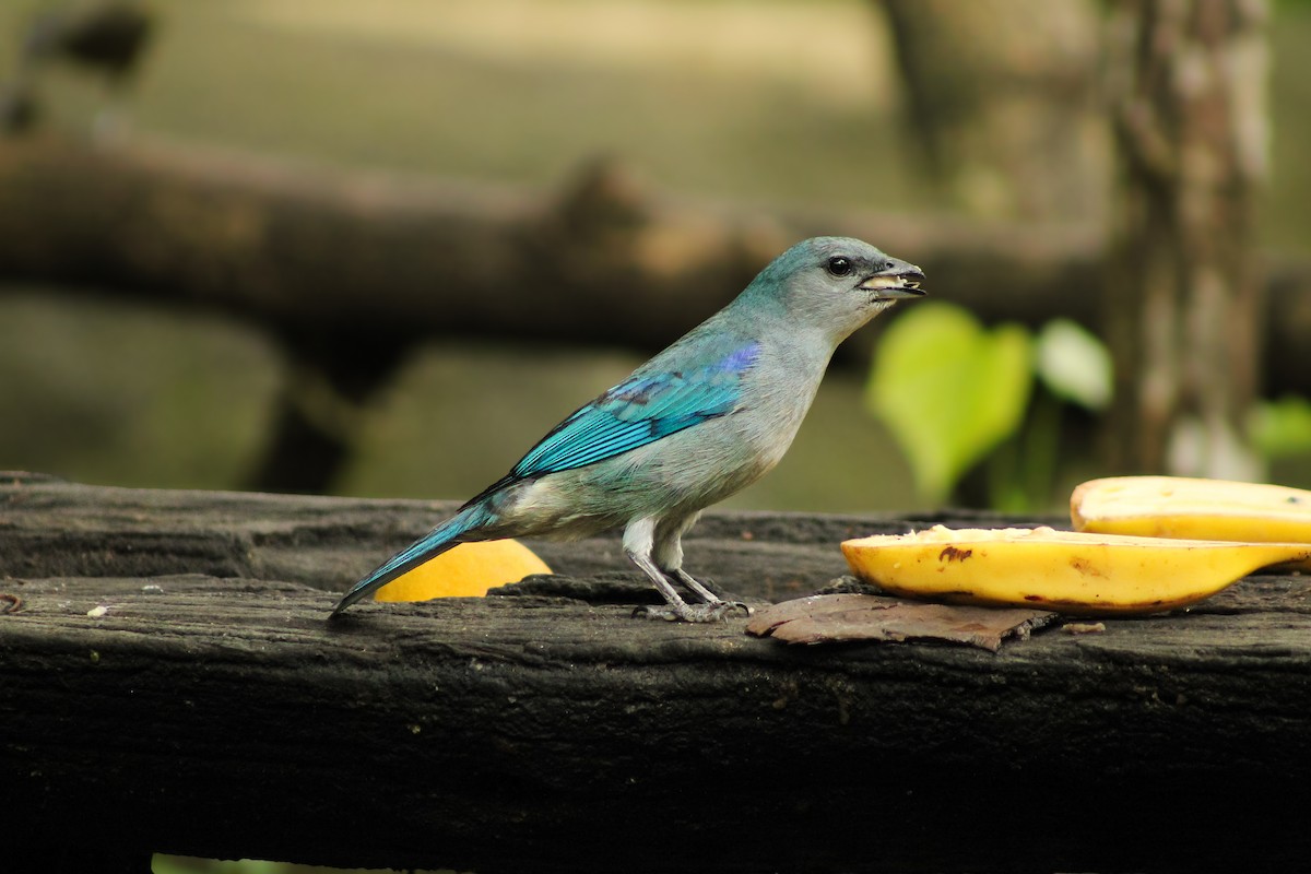 Azure-shouldered Tanager - ML643755208