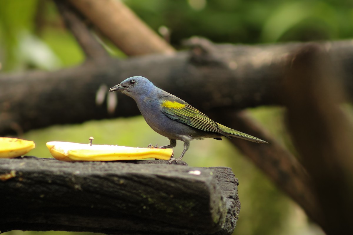 Golden-chevroned Tanager - ML643755214