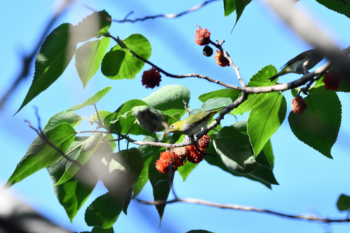 紅脇繡眼 - ML643755215