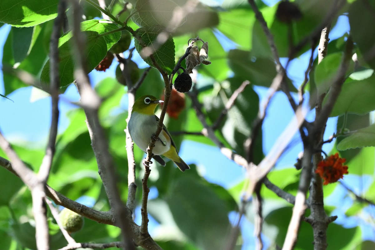 Chestnut-flanked White-eye - ML643755216