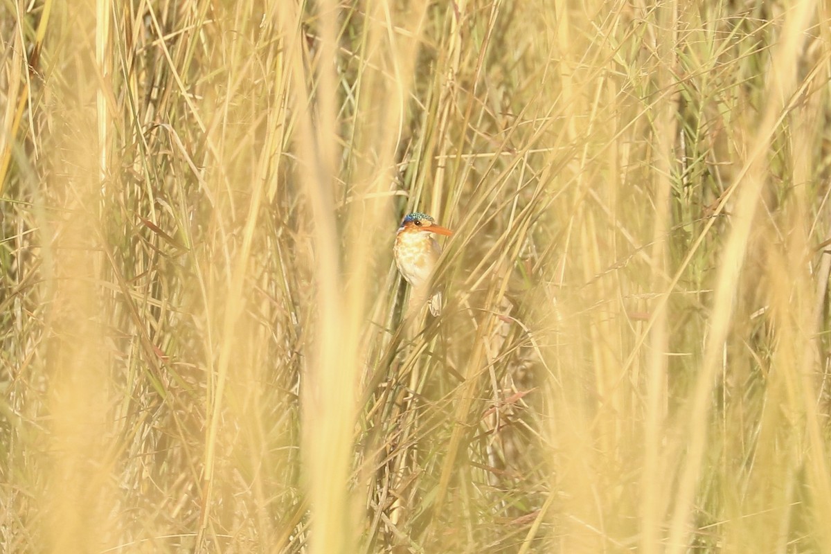 Malachite Kingfisher - ML643755218