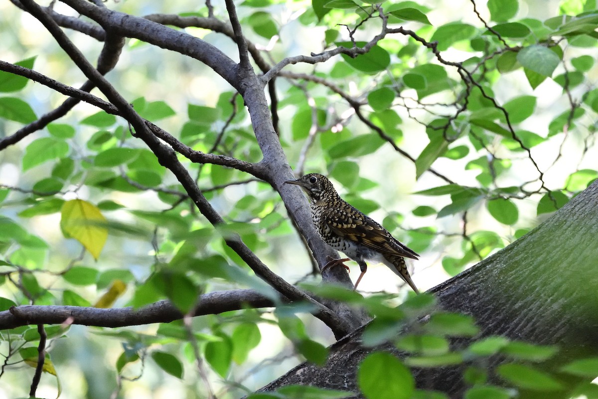 White's Thrush - ML643755221
