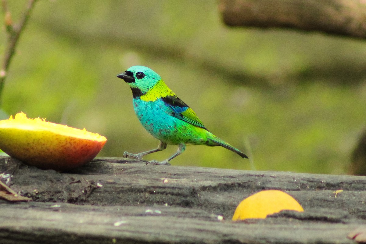 Green-headed Tanager - ML643755223