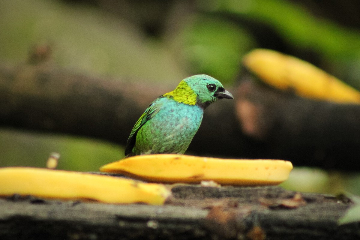 Green-headed Tanager - ML643755224