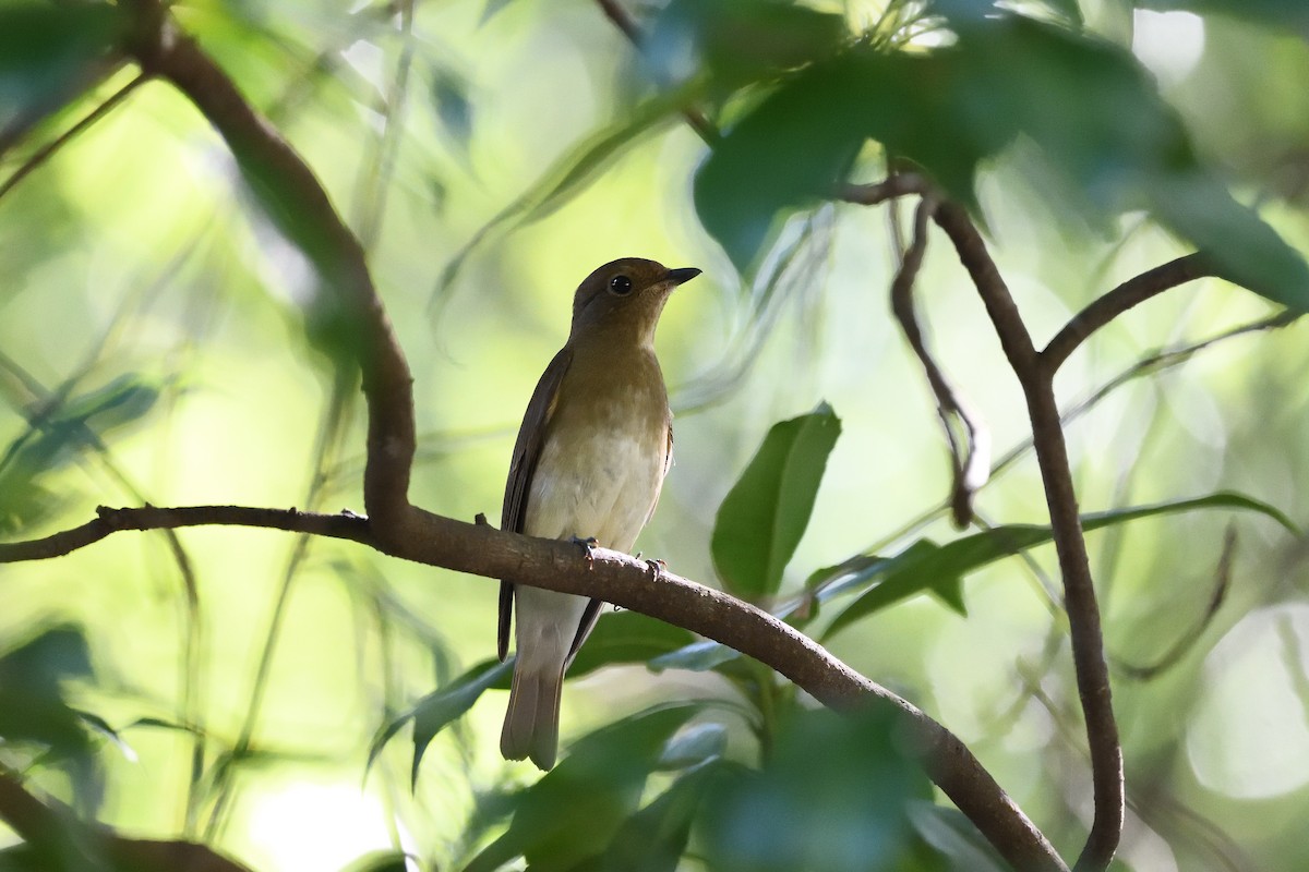 Blue-and-white Flycatcher - ML643755225