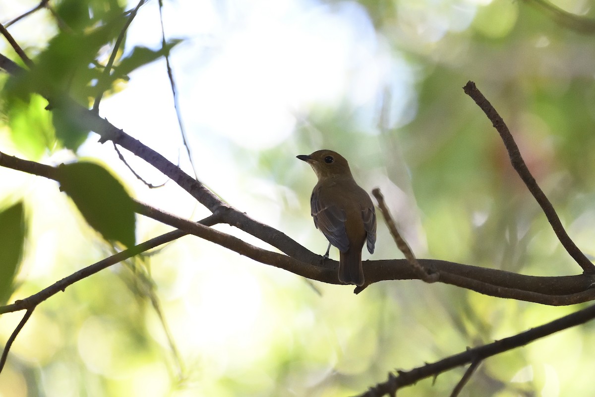 Blue-and-white Flycatcher - ML643755226