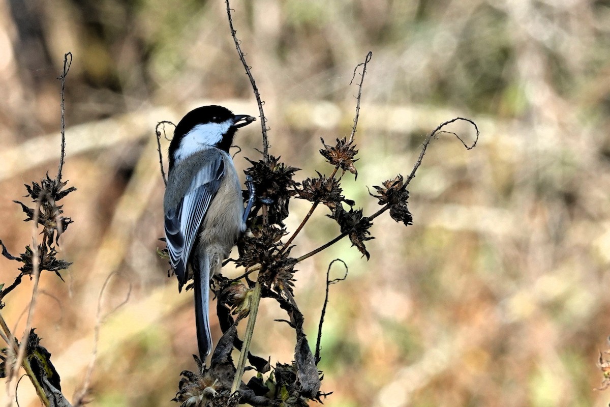 Black-capped Chickadee - ML643755230