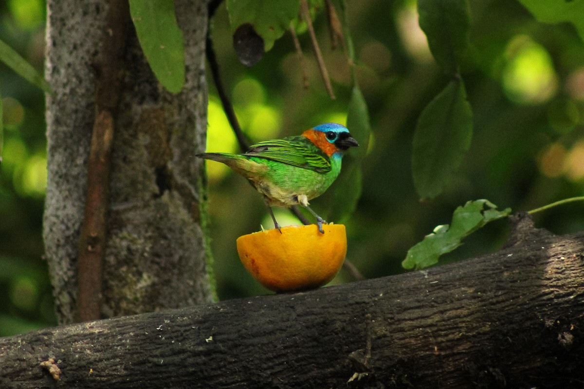 Red-necked Tanager - ML643755231