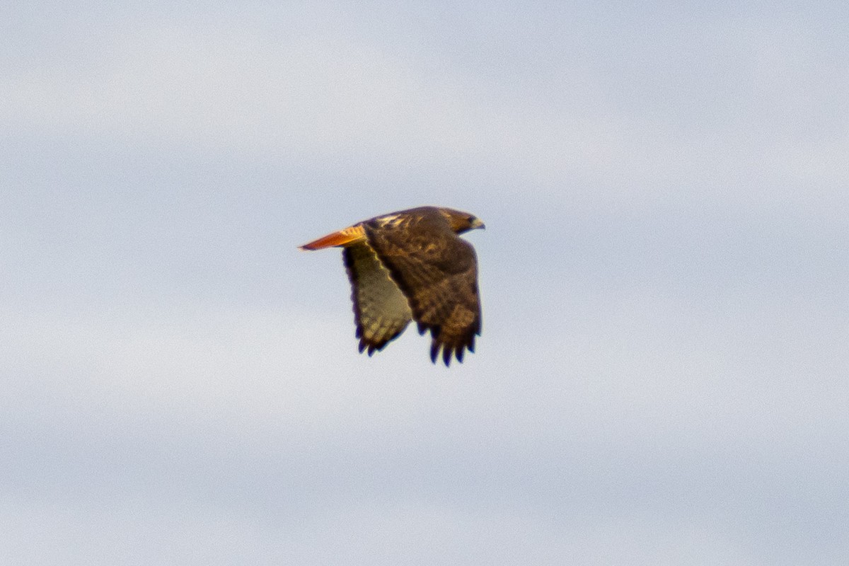 Red-tailed Hawk - ML643755232