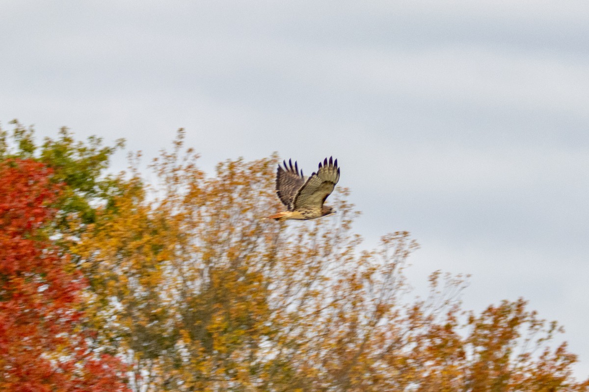 Red-tailed Hawk - ML643755233