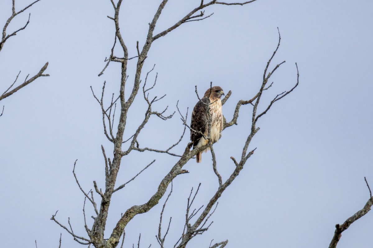 Red-tailed Hawk - ML643755234