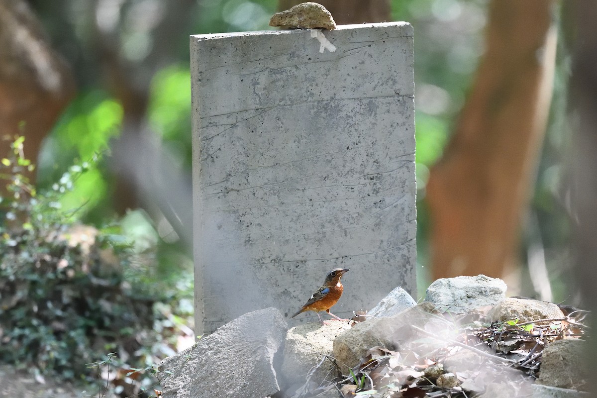 White-throated Rock-Thrush - ML643755235