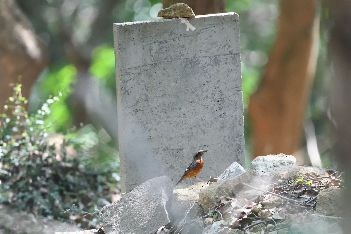 White-throated Rock-Thrush - ML643755236