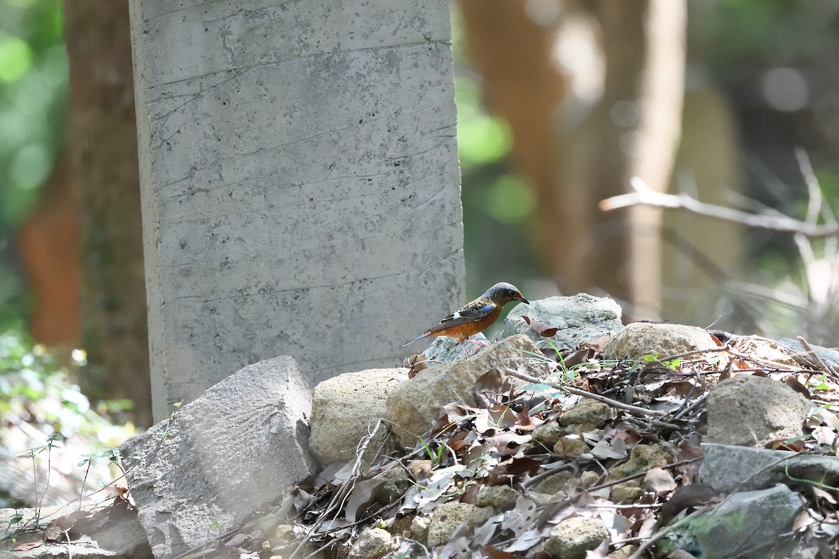 White-throated Rock-Thrush - ML643755237