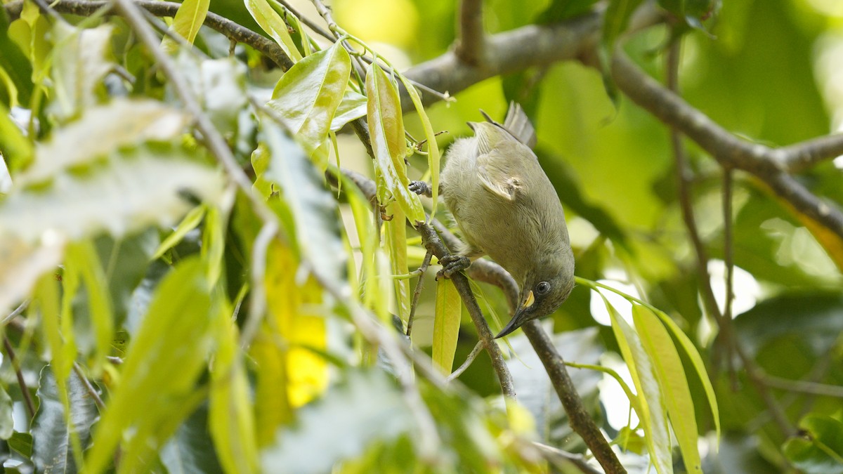 White-gaped Honeyeater - ML643755238