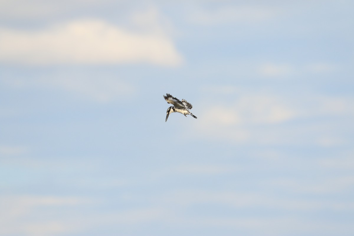 Pied Kingfisher - ML643755239