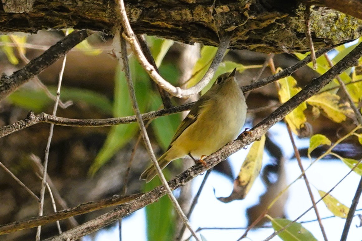 Ruby-crowned Kinglet - ML643755241