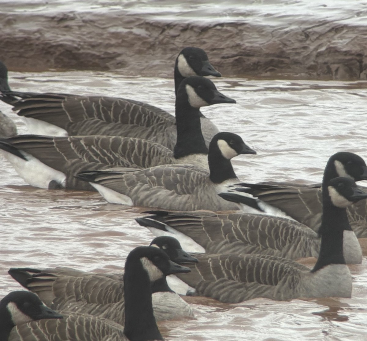 Oca canadese minore - ML643755242