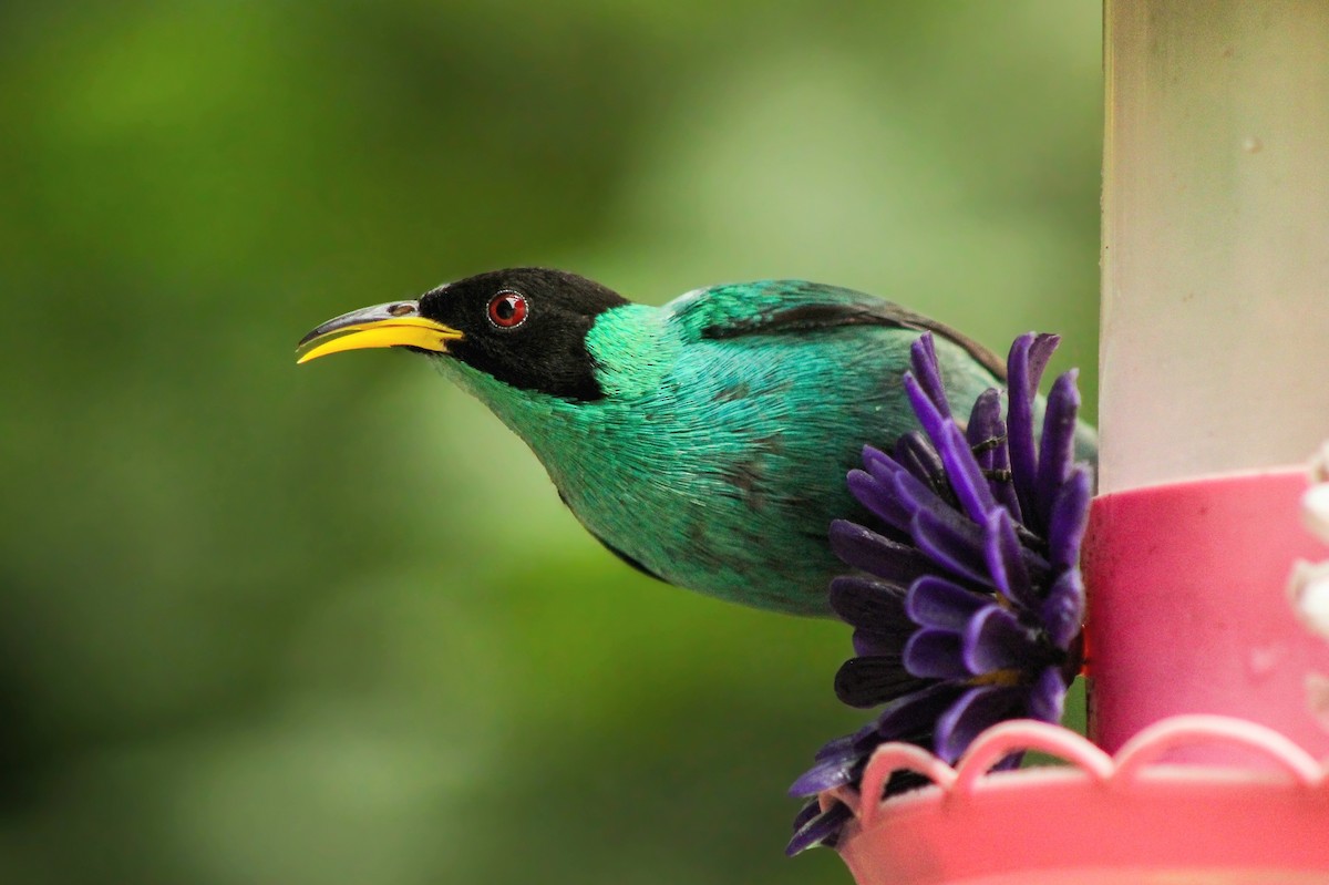 Green Honeycreeper - ML643755243