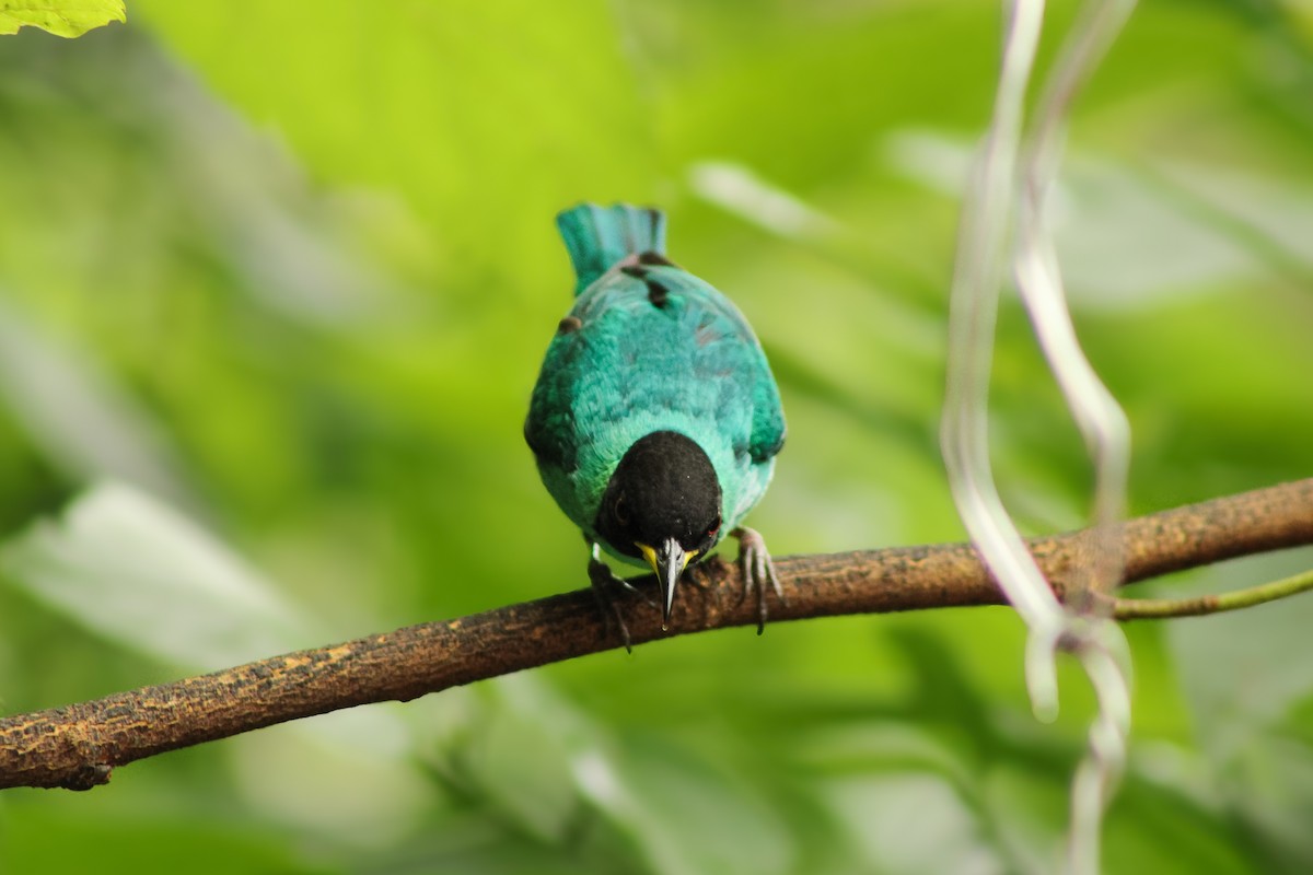 Green Honeycreeper - ML643755244