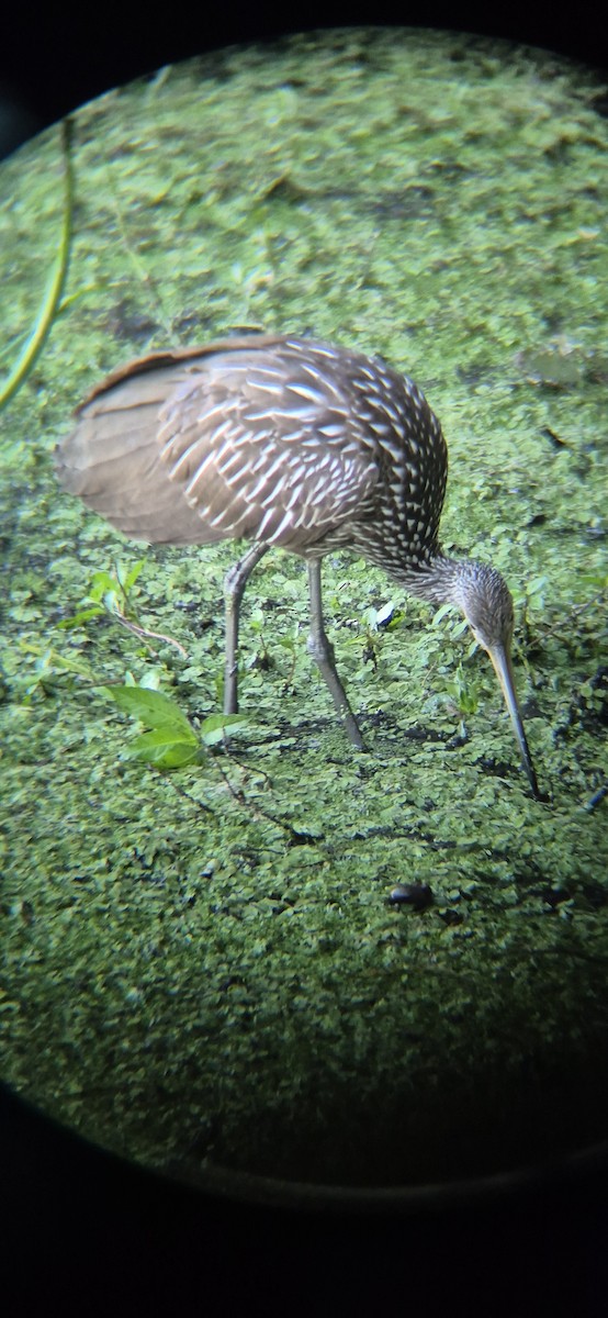 Limpkin - ML643755245