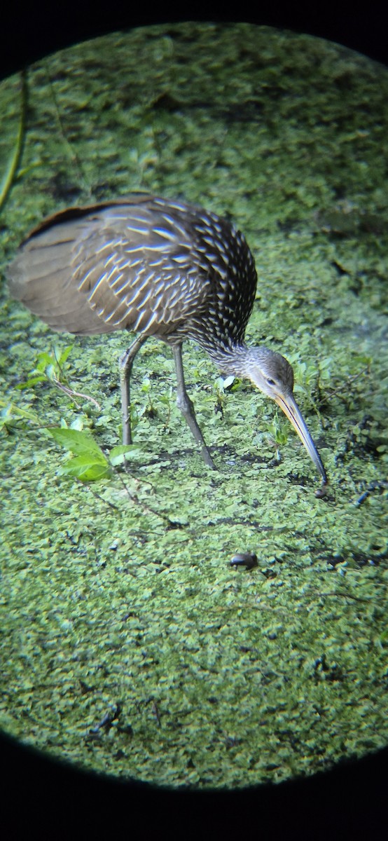 Limpkin - ML643755246
