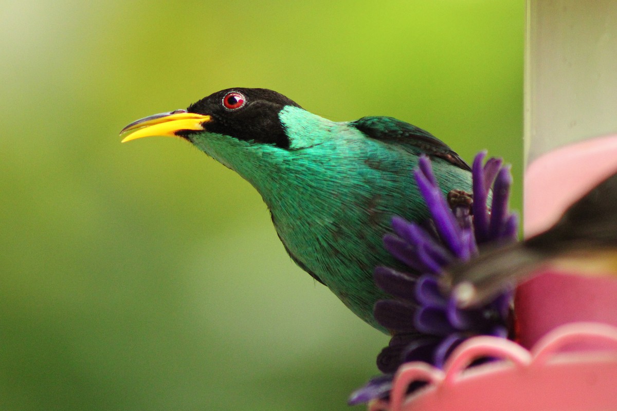 Green Honeycreeper - ML643755247