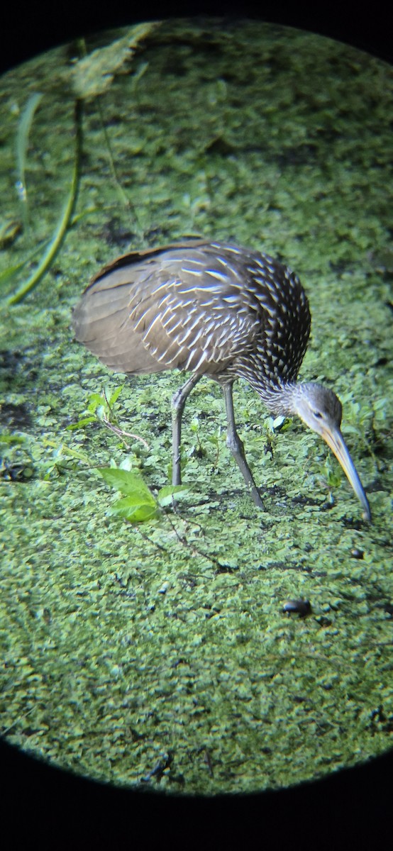 Limpkin - ML643755248