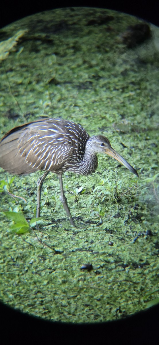 Limpkin - ML643755249