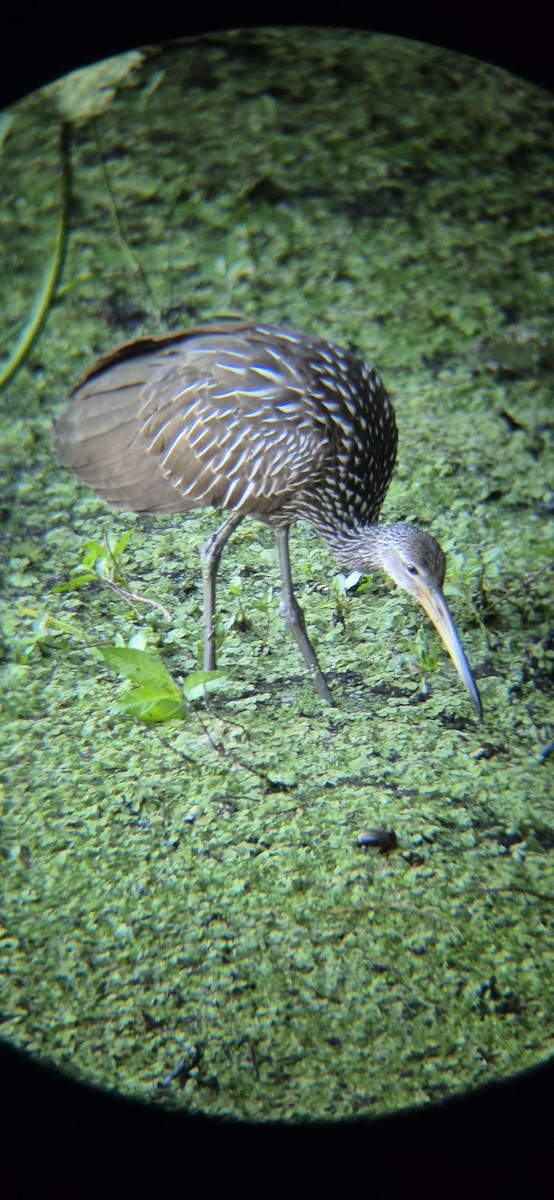 Limpkin - ML643755250