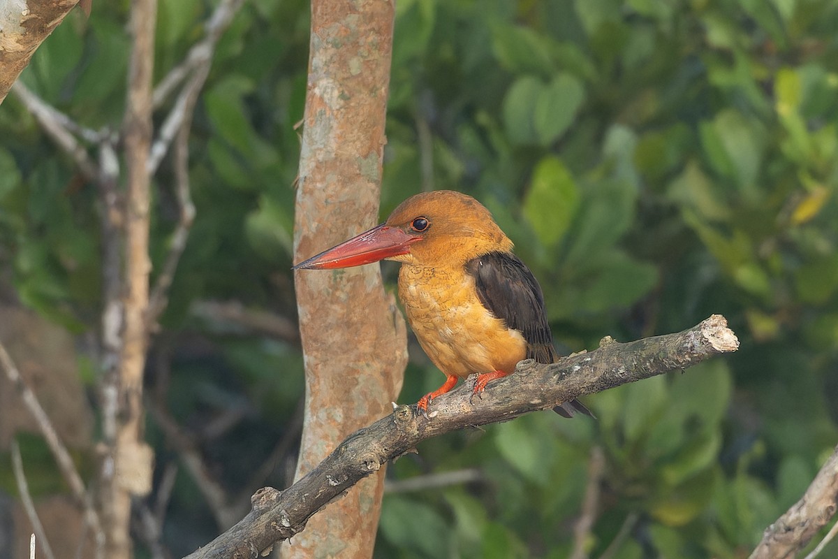 Brown-winged Kingfisher - ML643755251