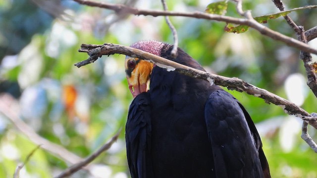 Greater Yellow-headed Vulture - ML643755252