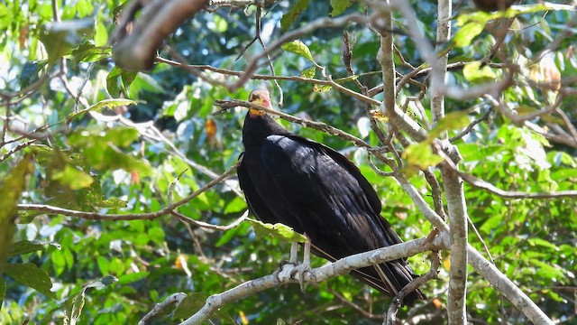 Greater Yellow-headed Vulture - ML643755253