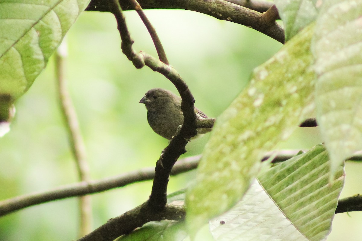 Sooty Grassquit - ML643755256