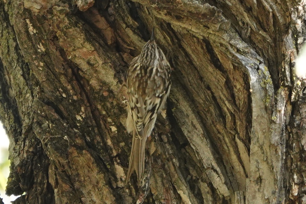 Brown Creeper - ML643755257