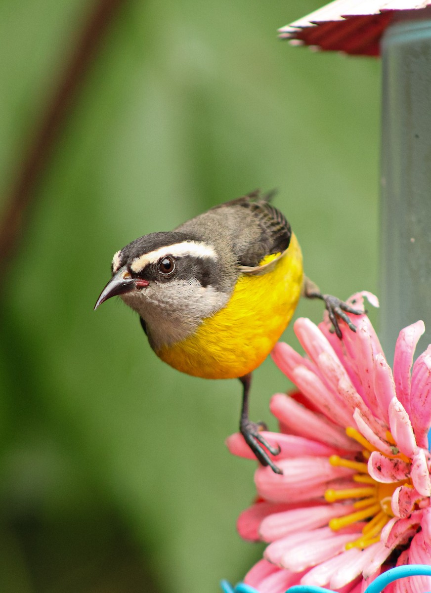 Bananaquit - ML643755258