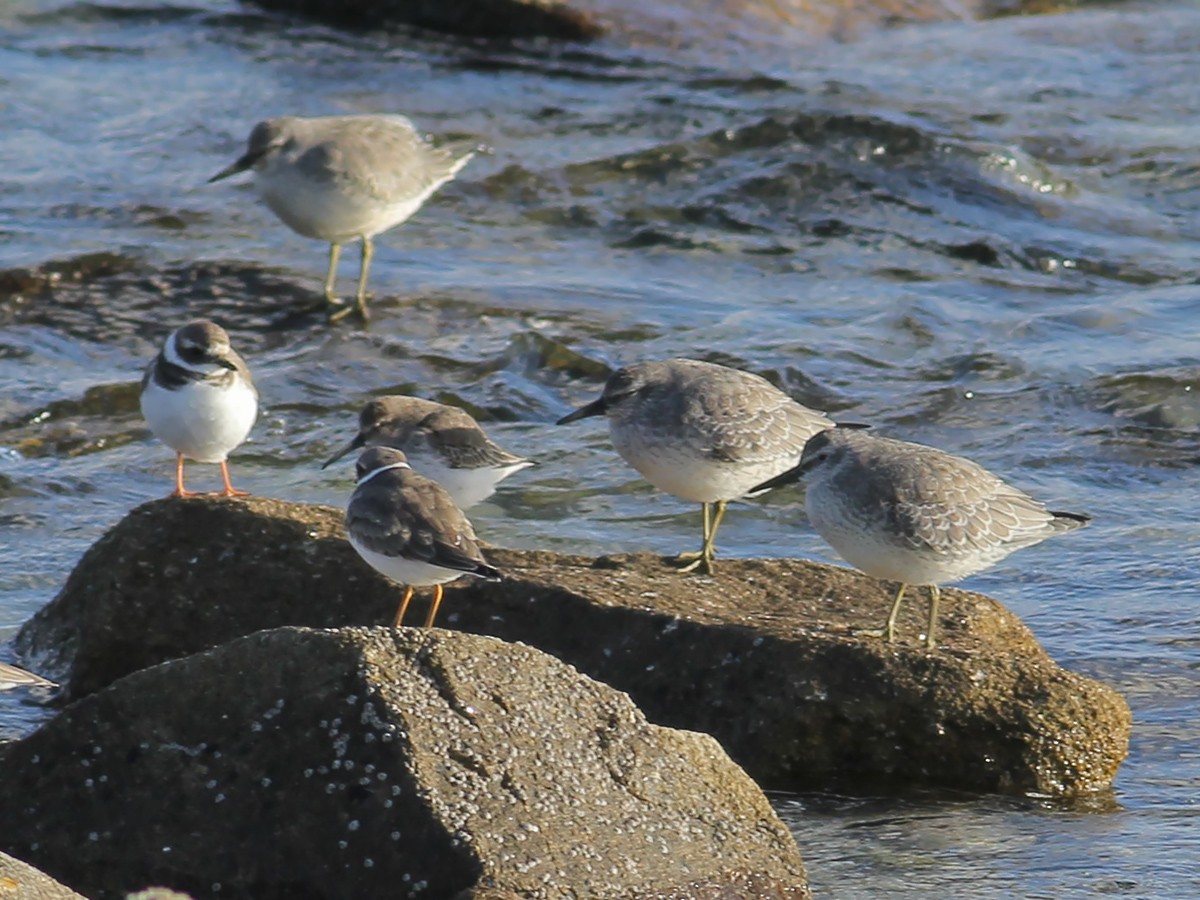 Bécasseau maubèche - ML643755259