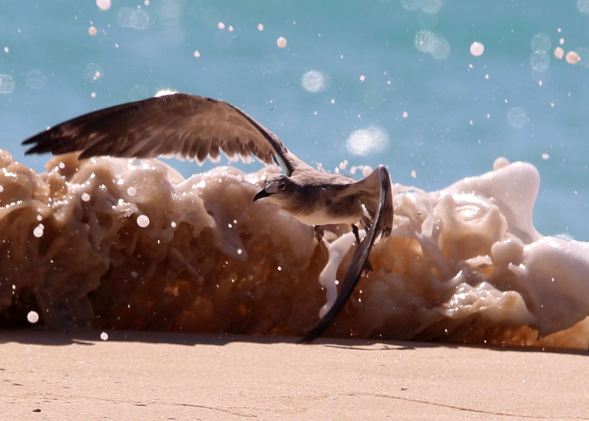 Laughing Gull - ML643755266