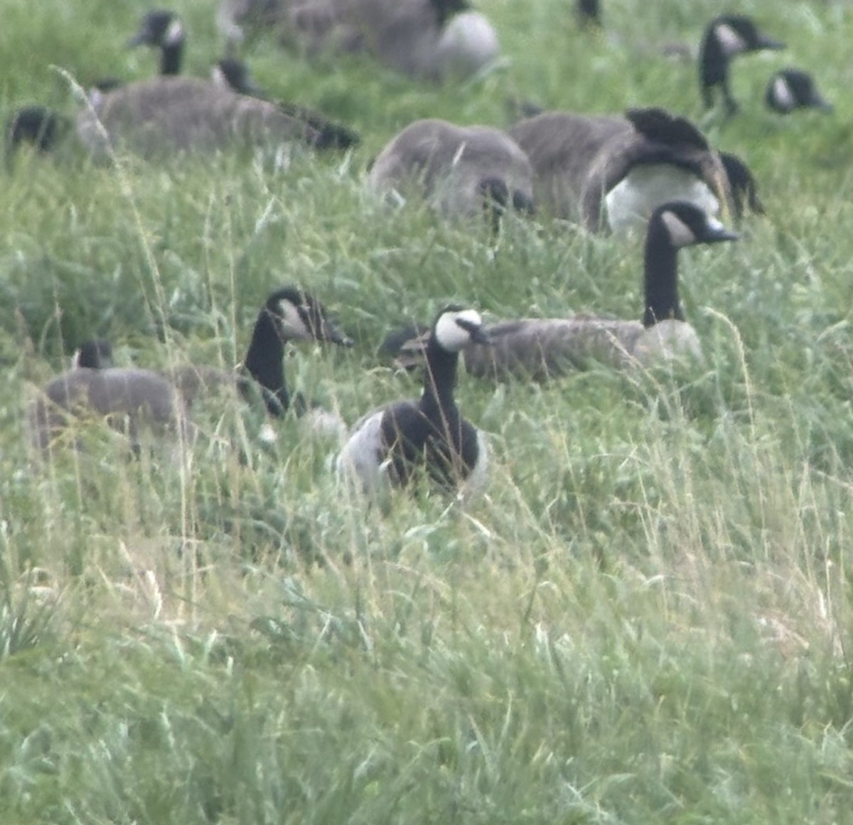 Oca facciabianca - ML643755286