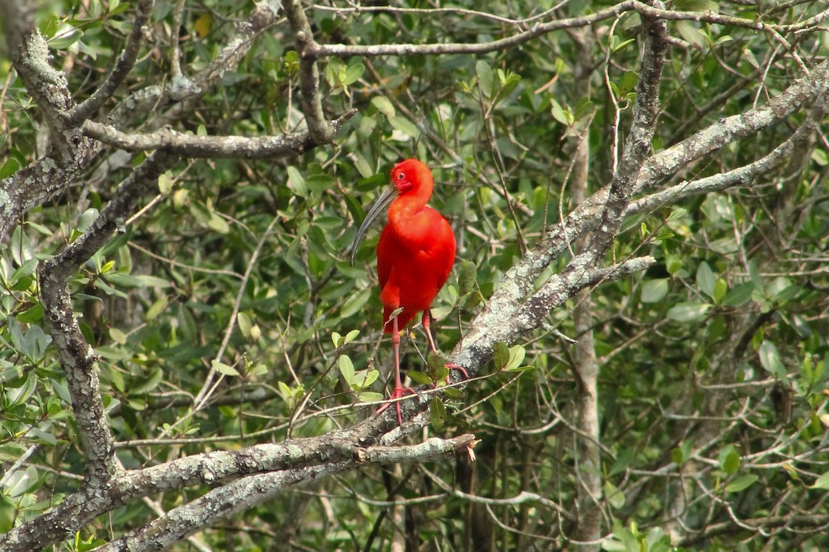 Scarlet Ibis - ML643755287