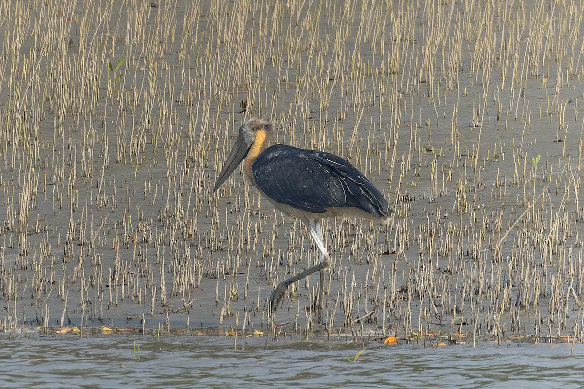 Lesser Adjutant - ML643755292