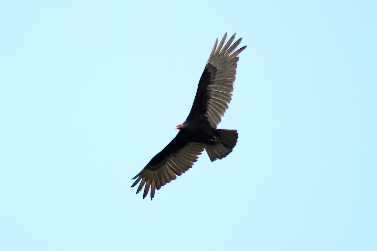Turkey Vulture - ML643755293