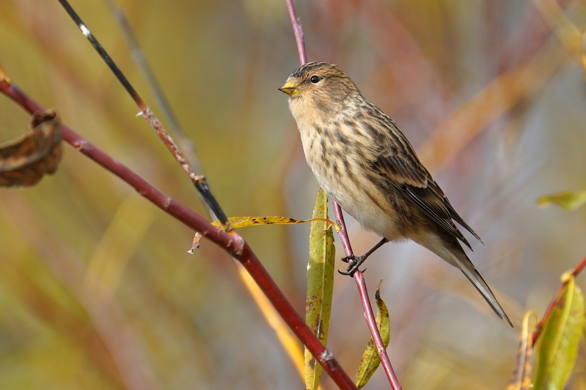 キバシヒワ - ML643755319