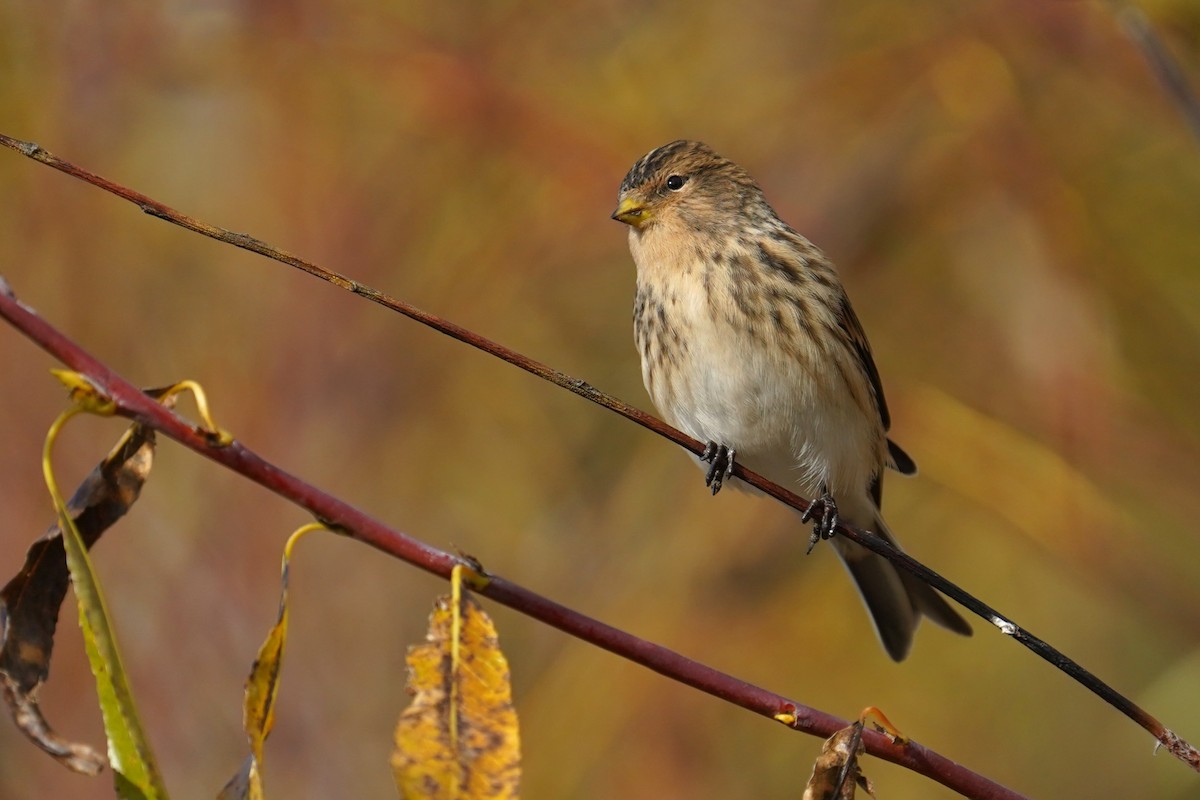 キバシヒワ - ML643755320